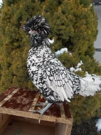 zdrobnělá paduánka